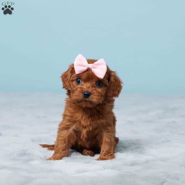 Diamond, Cavapoo Puppy